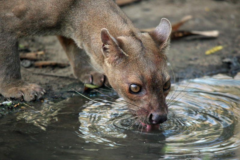 A fossa drinking from a forest pool in Kirindy, its amber eyes reflected in the water